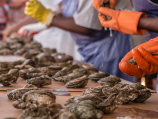 North Carolina Oyster Festival in Ocean Isle Beach